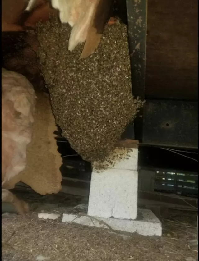 Nelson&apos;s Bee Removal