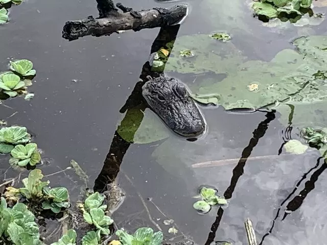 Master Gator Airboat Tours of Palm Beach County