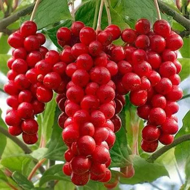 Z Natural Foods