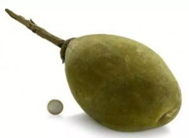 Z Natural Foods