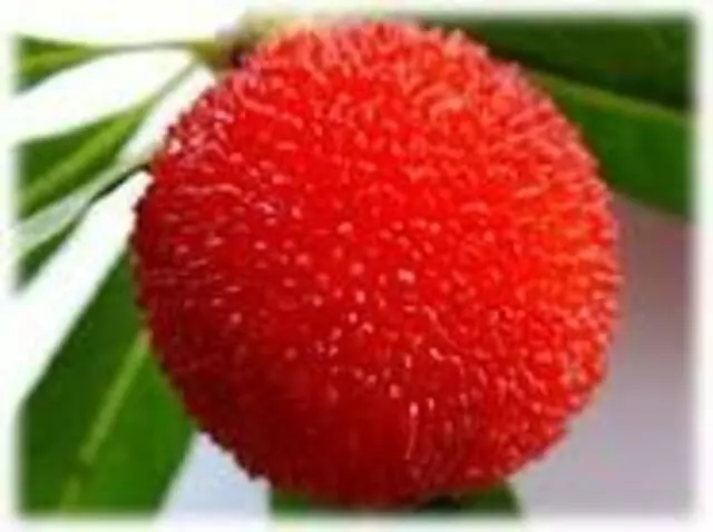 Z Natural Foods