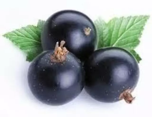 Z Natural Foods