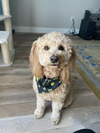 Grateful Grooming