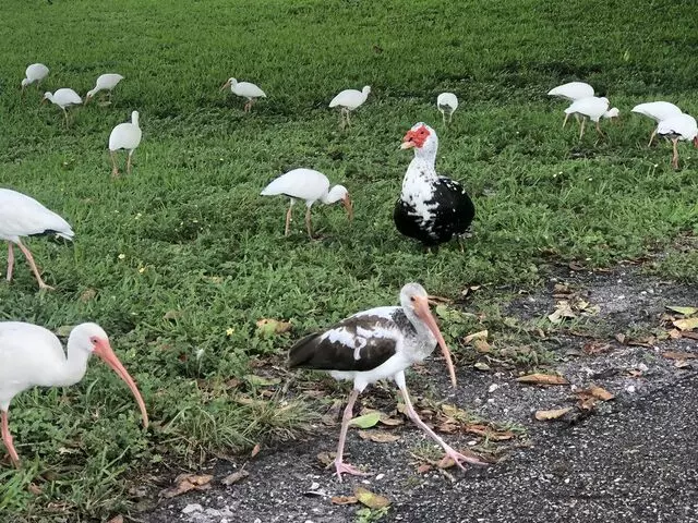 Dreher Park