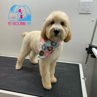 Pet Grooming Time
