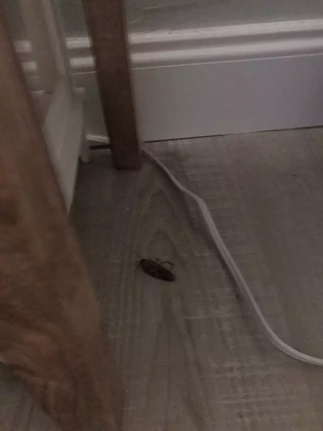 Vulcan Pest Control