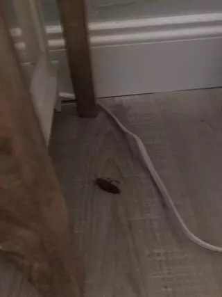Vulcan Pest Control
