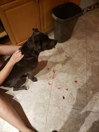 Aaron's Dog Grooming