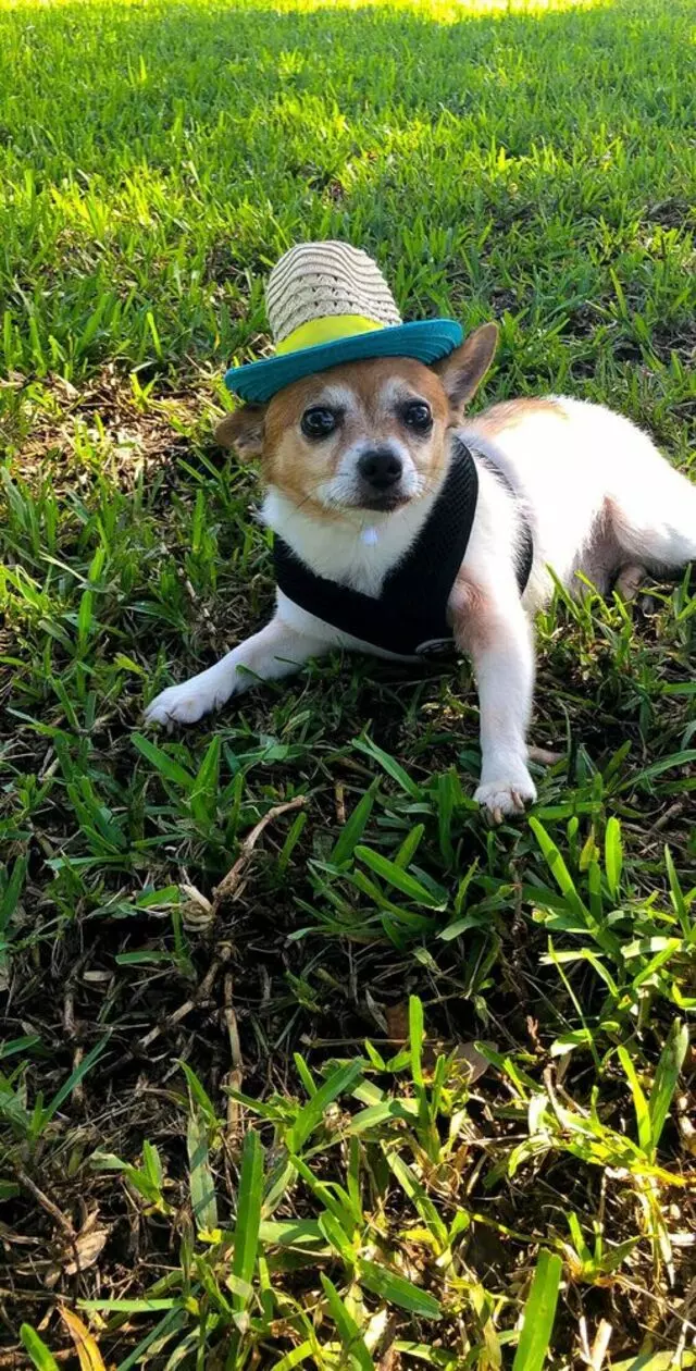 Village Paws Park