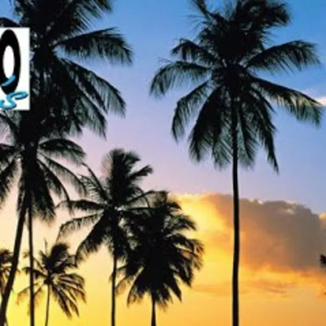 Palm Beach SEO Pro&apos;s