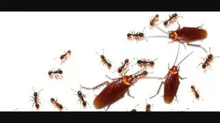 Pestco Services
