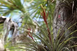 Hog Hammock Trail